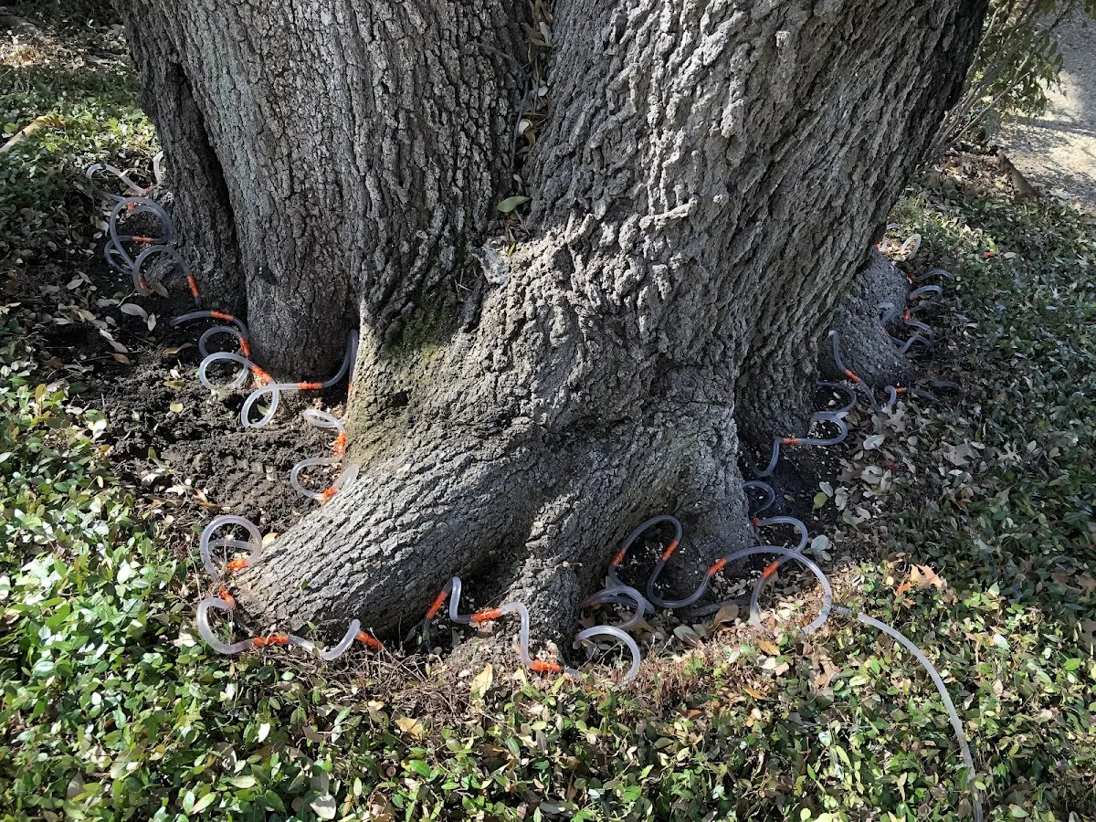 Detailed Tree Cabling and Bracing job site in Ravenden Springs