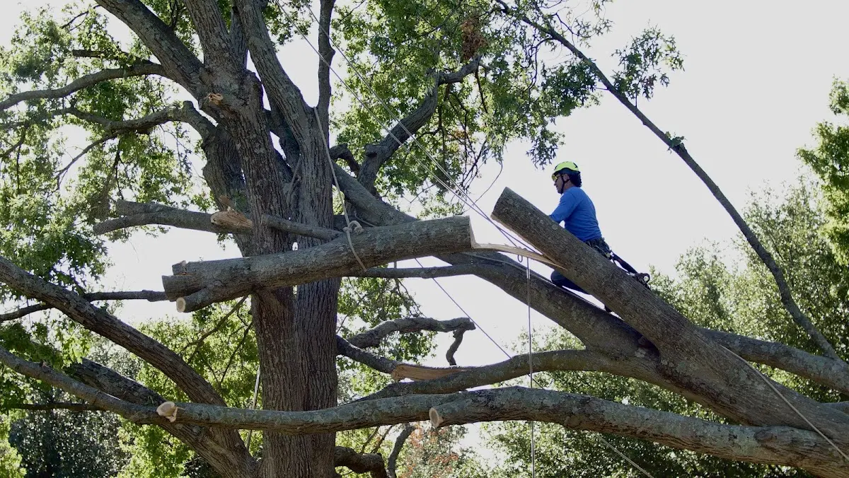 Professional Crown Thinning performed by certified arborists in Ravenden Springs
