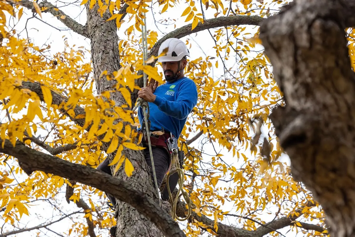Skilled Tree Pruning crew working in Ravenden Springs