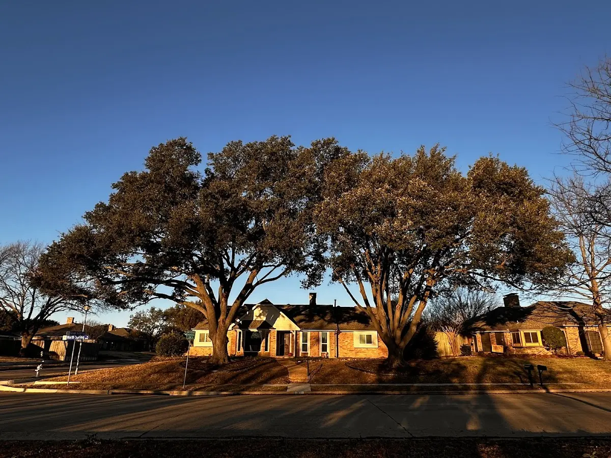 Established residential canopy tree shading a home in Ravenden Springs